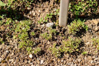 Saint Gallen, İsviçre, 18 Ağustos 2025 Potentilla Nitida veya botanik bahçesindeki pembe sinquefoil fabrikası