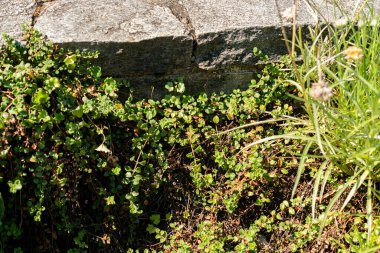 Saint Gallen, İsviçre, 18 Ağustos 2025 Veronica Liwanensis veya botanik bahçesindeki Türk hız bitkisi