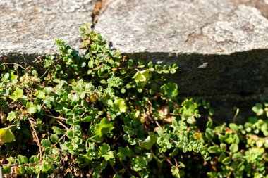 Saint Gallen, İsviçre, 18 Ağustos 2025 Veronica Liwanensis veya botanik bahçesindeki Türk hız bitkisi