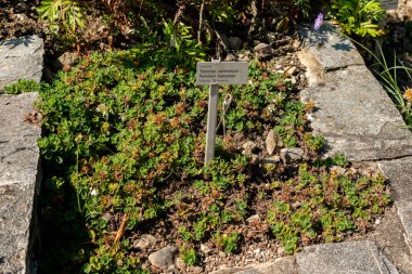 Saint Gallen, İsviçre, 18 Ağustos 2025 Teucrium Pyrenaicum veya botanik bahçesindeki Pyrenean Alman fabrikası