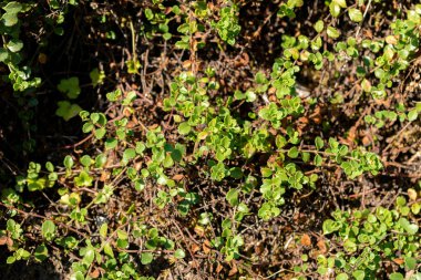 Saint Gallen, İsviçre, 18 Ağustos 2025 Veronica Liwanensis veya botanik bahçesindeki Türk hız bitkisi