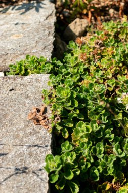 Saint Gallen, İsviçre, 18 Ağustos 2025 Teucrium Pyrenaicum veya botanik bahçesindeki Pyrenean Alman fabrikası