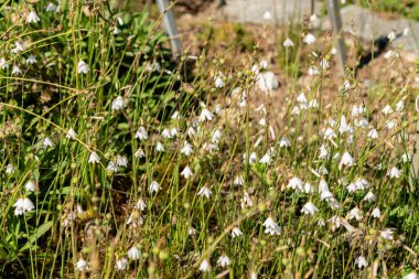 Saint Gallen, İsviçre, 18 Ağustos 2025 Leucojum Autumnale veya botanik bahçesindeki sonbahar kar tanesi fabrikası