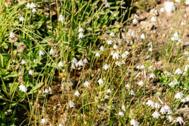 Saint Gallen, İsviçre, 18 Ağustos 2025 Leucojum Autumnale veya botanik bahçesindeki sonbahar kar tanesi fabrikası