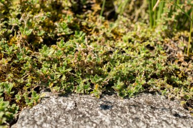 Saint Gallen, İsviçre, 18 Ağustos 2025 Aubrieta Pinardii bitkisi botanik bahçesinde.