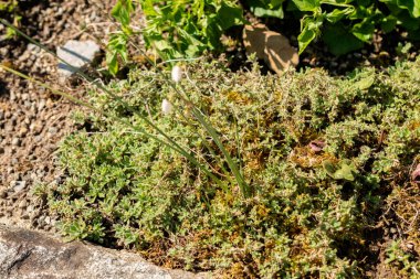 Saint Gallen, İsviçre, 18 Ağustos 2025 Aubrieta Pinardii bitkisi botanik bahçesinde.