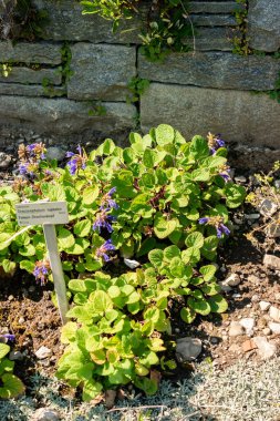 Saint Gallen, İsviçre, 18 Ağustos 2025 Botanik Bahçesindeki Dracocephalum Rupestre fabrikası