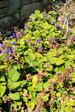 Saint Gallen, İsviçre, 18 Ağustos 2025 Botanik Bahçesindeki Dracocephalum Rupestre fabrikası