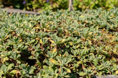 Saint Gallen, İsviçre, 18 Ağustos 2025 Arap Kafkasya ya da botanik bahçesindeki dağ kayası teresi fabrikası