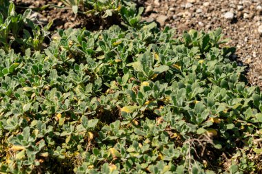 Saint Gallen, İsviçre, 18 Ağustos 2025 Arap Kafkasya ya da botanik bahçesindeki dağ kayası teresi fabrikası