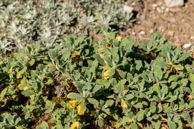 Saint Gallen, İsviçre, 18 Ağustos 2025 Arap Kafkasya ya da botanik bahçesindeki dağ kayası teresi fabrikası