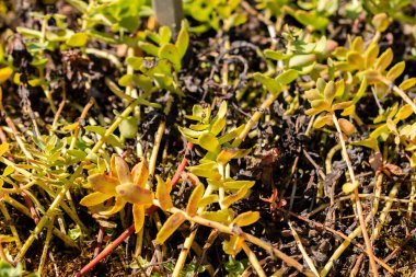 Saint Gallen, İsviçre, 18 Ağustos 2025 Rhodiola Rosea veya botanik bahçesindeki altın kök bitkisi