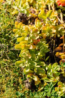 Saint Gallen, İsviçre, 18 Ağustos 2025 Rhodiola Rosea veya botanik bahçesindeki altın kök bitkisi