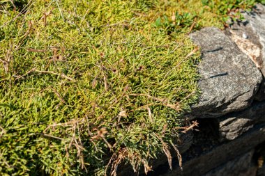 Saint Gallen, İsviçre, 18 Ağustos 2025 Dianthus Plumarius Blandus veya botanik bahçesindeki sıradan pembe bitki