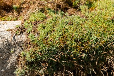 Saint Gallen, İsviçre, 18 Ağustos 2025 Dianthus Plumarius Blandus veya botanik bahçesindeki sıradan pembe bitki