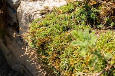 Saint Gallen, İsviçre, 18 Ağustos 2025 Dianthus Plumarius Blandus veya botanik bahçesindeki sıradan pembe bitki
