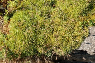 Saint Gallen, İsviçre, 18 Ağustos 2025 Dianthus Plumarius Blandus veya botanik bahçesindeki sıradan pembe bitki
