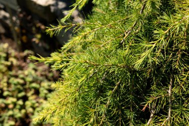 Saint Gallen, İsviçre, 18 Ağustos 2025 Cedrus Libani veya Lübnan sedir bitkisi botanik bahçesinde