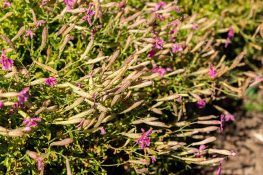 Saint Gallen, İsviçre, 18 Ağustos 2025 Silene Schafta veya botanik bahçesindeki Kafkas kampı.