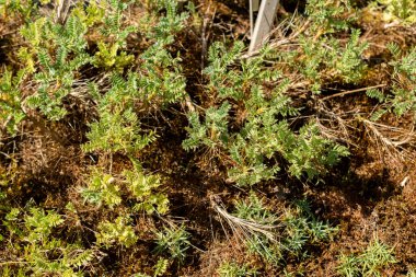 Saint Gallen, İsviçre, 18 Ağustos 2025 Astragalus Sempervirens botanik bahçesine bitki yetiştirdi.