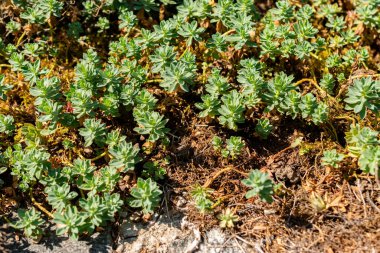 Saint Gallen, İsviçre, 18 Ağustos 2025 Ptilotrichum Spinosum veya botanik bahçesindeki dikenli madwort bitkisi