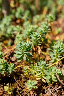Saint Gallen, İsviçre, 18 Ağustos 2025 Ptilotrichum Spinosum veya botanik bahçesindeki dikenli madwort bitkisi
