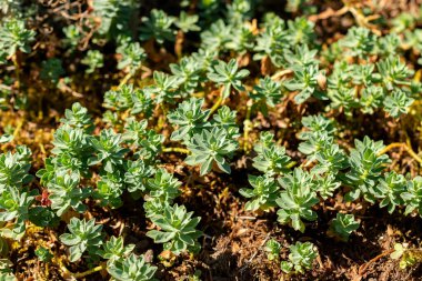 Saint Gallen, İsviçre, 18 Ağustos 2025 Ptilotrichum Spinosum veya botanik bahçesindeki dikenli madwort bitkisi