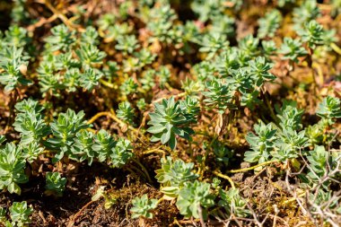 Saint Gallen, İsviçre, 18 Ağustos 2025 Ptilotrichum Spinosum veya botanik bahçesindeki dikenli madwort bitkisi