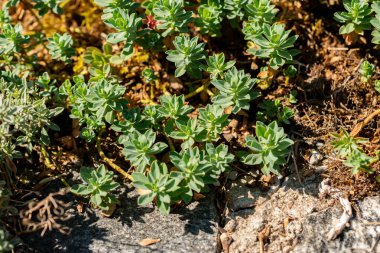 Saint Gallen, İsviçre, 18 Ağustos 2025 Ptilotrichum Spinosum veya botanik bahçesindeki dikenli madwort bitkisi