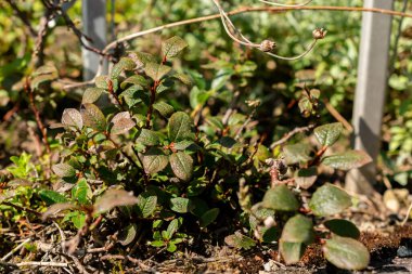 Saint Gallen, İsviçre, 18 Ağustos 2025 Salix Pyrenaica veya botanik bahçesindeki Pyrenean söğüt bitkisi