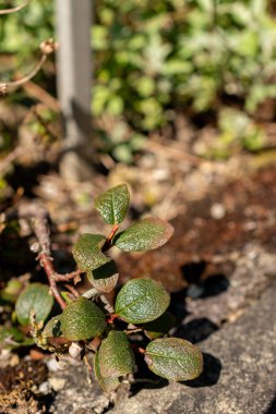 Saint Gallen, İsviçre, 18 Ağustos 2025 Salix Pyrenaica veya botanik bahçesindeki Pyrenean söğüt bitkisi