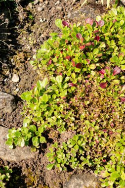 Saint Gallen, İsviçre, 18 Ağustos 2025 Gypúila Cerastioides veya botanik bahçesindeki civciv otu bebek nefesi bitkisi