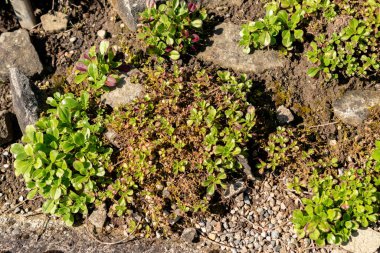 Saint Gallen, İsviçre, 18 Ağustos 2025 Gypúila Cerastioides veya botanik bahçesindeki civciv otu bebek nefesi bitkisi