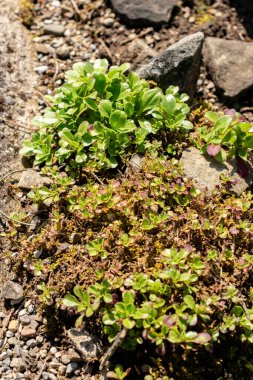 Saint Gallen, İsviçre, 18 Ağustos 2025 Gypúila Cerastioides veya botanik bahçesindeki civciv otu bebek nefesi bitkisi