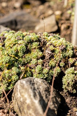 Saint Gallen, İsviçre, 18 Ağustos 2025 Saxifraga Paniculata Minutifolia ya da botanik bahçesindeki alp saksafon fabrikası