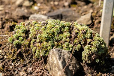 Saint Gallen, İsviçre, 18 Ağustos 2025 Saxifraga Paniculata Minutifolia ya da botanik bahçesindeki alp saksafon fabrikası