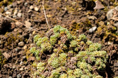 Saint Gallen, İsviçre, 18 Ağustos 2025 Saxifraga Paniculata Minutifolia ya da botanik bahçesindeki alp saksafon fabrikası