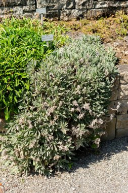 Saint Gallen, İsviçre, 18 Ağustos 2025 Onosma Alborosea bitkisi botanik bahçesinde.