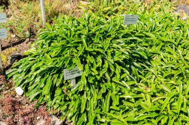 Saint Gallen, İsviçre, 18 Ağustos 2025 Globularia Gracilis bitkisi botanik bahçesinde.