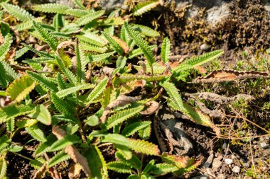 Saint Gallen, İsviçre, 18 Ağustos 2025 Botanik Bahçesindeki Stachys Discolor fabrikası