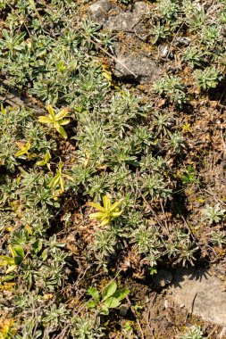 Saint Gallen, İsviçre, 18 Ağustos 2025 Antennaria Microphylla veya botanik bahçesindeki küçük kedi parmakları