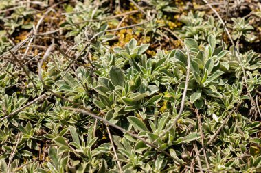 Saint Gallen, İsviçre, 18 Ağustos 2025 Antennaria Microphylla veya botanik bahçesindeki küçük kedi parmakları