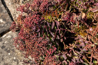 Saint Gallen, İsviçre, 18 Ağustos 2025 Sedum Tatarinowii bitkisi botanik bahçesinde.