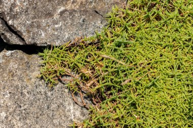 Saint Gallen, İsviçre, 18 Ağustos 2025 Dianthus Subacaulis bitkisi botanik bahçesinde