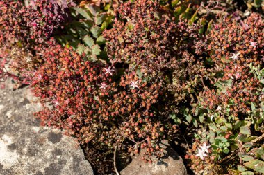 Saint Gallen, İsviçre, 18 Ağustos 2025 Sedum Tatarinowii bitkisi botanik bahçesinde.