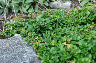 Saint Gallen, İsviçre, 18 Ağustos 2025 Botanik Bahçesindeki Viola Rupestris fabrikası