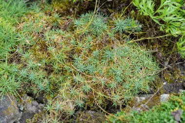 Saint Gallen, İsviçre, 18 Ağustos 2025. Minuartia Çerçeve bitkisi botanik bahçesinde.