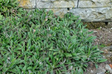 Saint Gallen, İsviçre, 18 Ağustos 2025 Peleterianum bitkisi botanik bahçesinde.