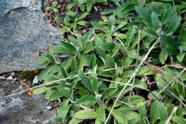 Saint Gallen, İsviçre, 18 Ağustos 2025 Peleterianum bitkisi botanik bahçesinde.