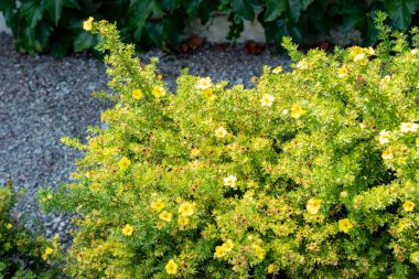 Saint Gallen, İsviçre, 18 Ağustos 2025 Potentilla Fruticosa veya botanik bahçesindeki çalılık singuefoil fabrikası